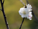 ウメの花