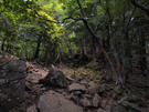 扇平から山頂に向かう山道