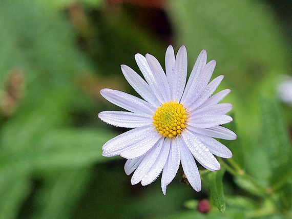 野菊(ヨメナ)