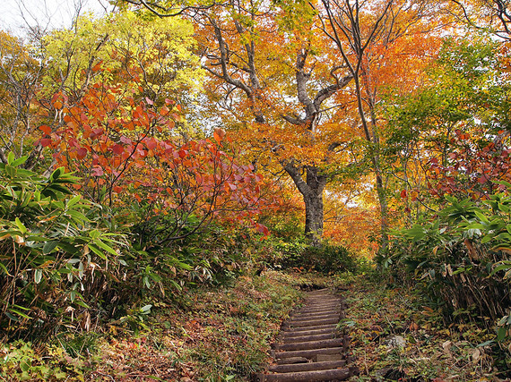 鮮やかに紅葉する平元新道1