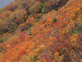 松手山の紅葉