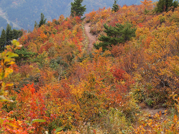 紅葉の山道