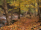 紅葉につつまれる快適な沢沿いの山道