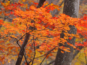 横ヶ谷平の紅葉