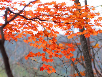 紅葉の大丹波～川苔山