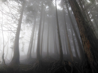 霧雨の森から塔ノ岳