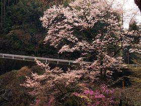 浅間林道沿いの桜