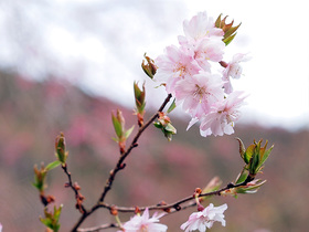 時坂集落の八重桜