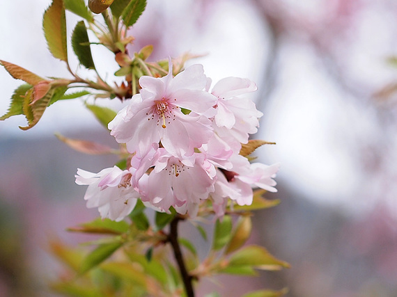 時坂集落の八重桜2