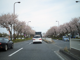 桜が満開の八王子市の新滝山街道