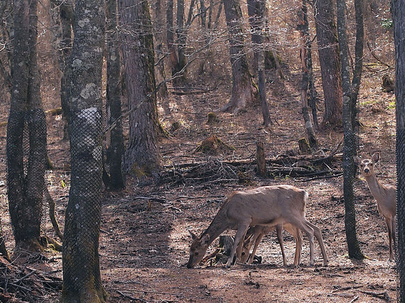 笠取小屋の鹿