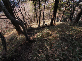 笠取小屋 東側の山道