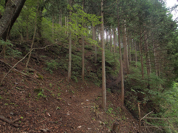 整備された登山道