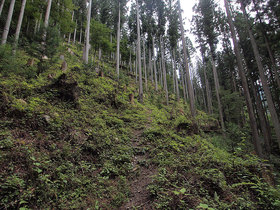 明るい登山道