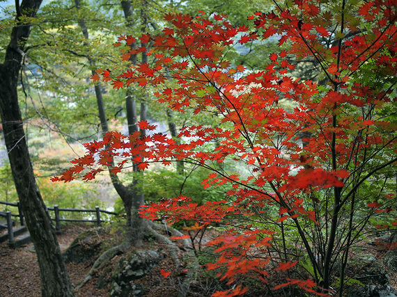 あじさい公園