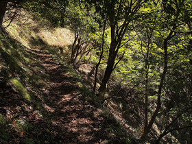 鷹ノ巣山のまき道