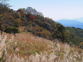 石尾根のススキ