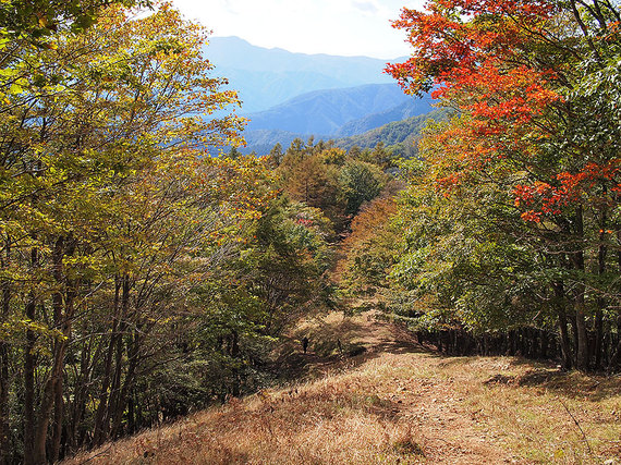 色づき始めた石尾根縦走路