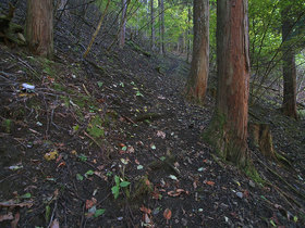 水窪沢から清八新道に向かう登山道