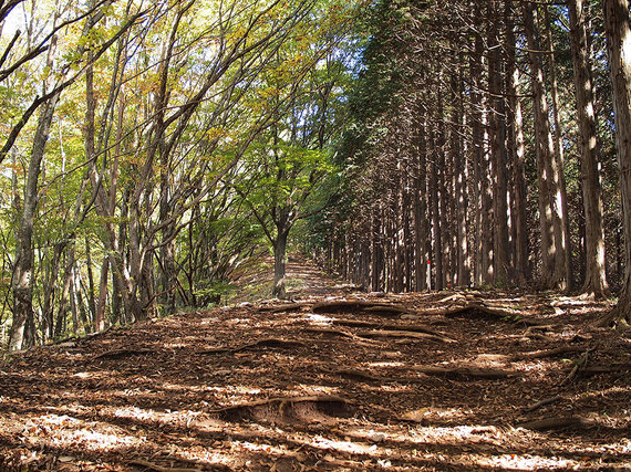 小河内峠の尾根道