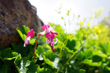 お盆休みに草津白根山