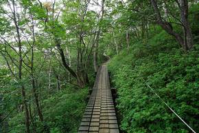 ロープウェイ山頂駅に向かう木道