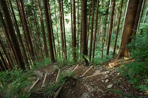 長尾平の分岐に向かう登山道(登り)