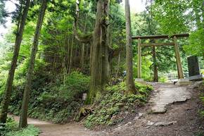 天狗の腰掛け杉