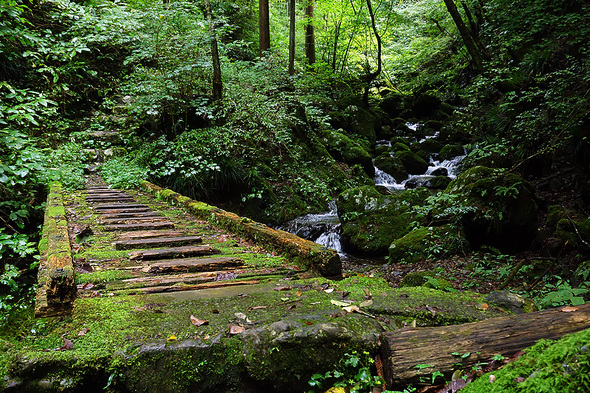 苔むした木橋