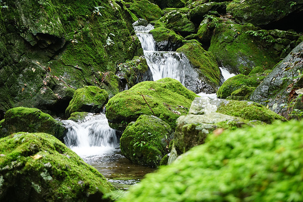 苔と清流