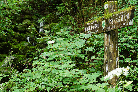 苔むした道標