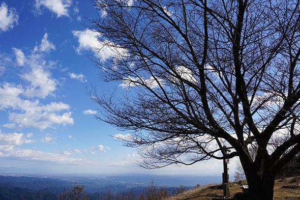 棒ノ折山の大きな桜