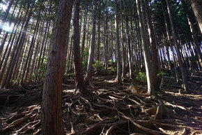 根っこが露出してしまった山道