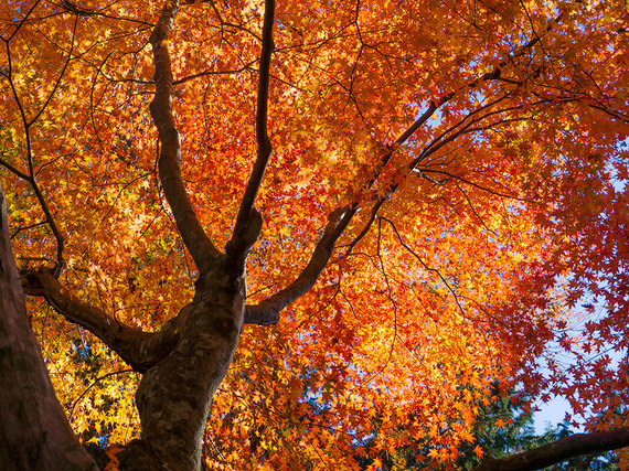 常福院の紅葉