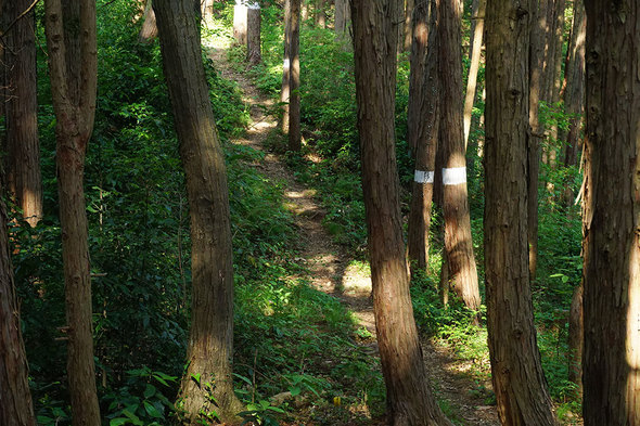 歩きやすい山道