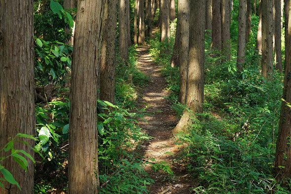 木漏れ日を浴びる快適な山道！