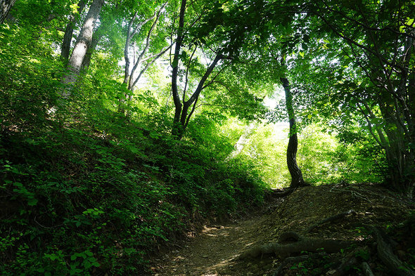 新緑に包まれた山道