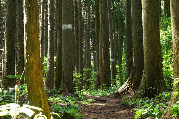 快適な山道