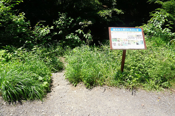 日影沢林道から見た旧バリエーションルートの登山口