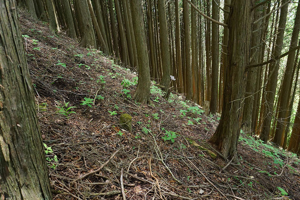 奥に正規の登山道が見える