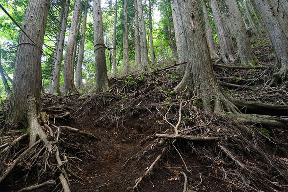 荒廃した山道