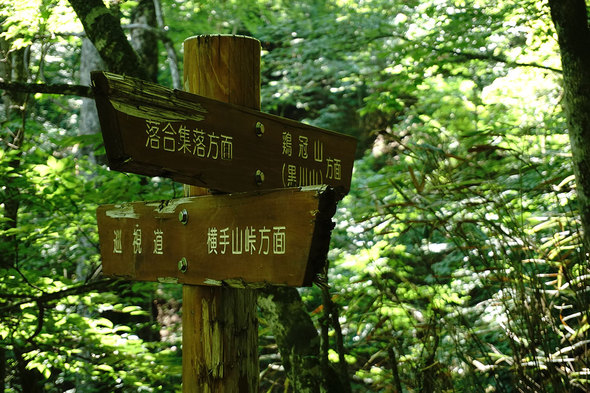 ハンノキ尾根 最初の分岐