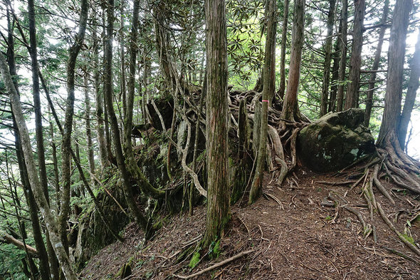 鶏冠神社方面の山道は、岩や根っこの上歩く。