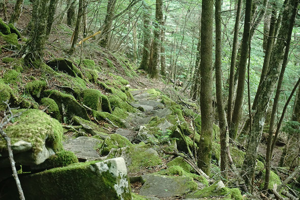 歴史を感じる苔むした石段