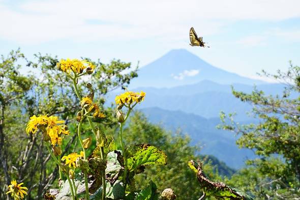 ハンゼノ頭より富士山をバックにマルバダケブキと蝶