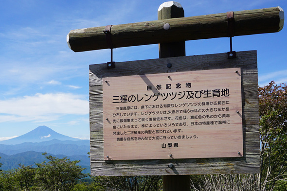 三窪のレンゲツツジ及び生育地の説明看板