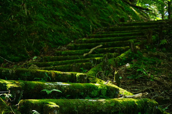 苔むした木道階段