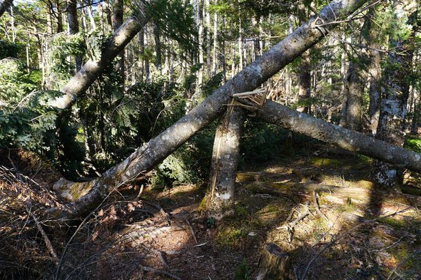 2018年11月17日 黒岳に向かう倒木の山道2