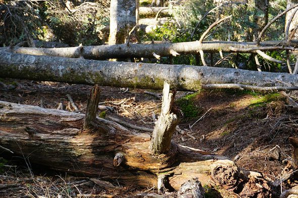 2018年11月17日 黒岳に向かう倒木の山道3