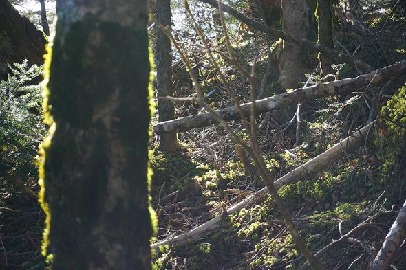 2018年11月17日 大峠から黒岳に向かう荒廃した山の様子2